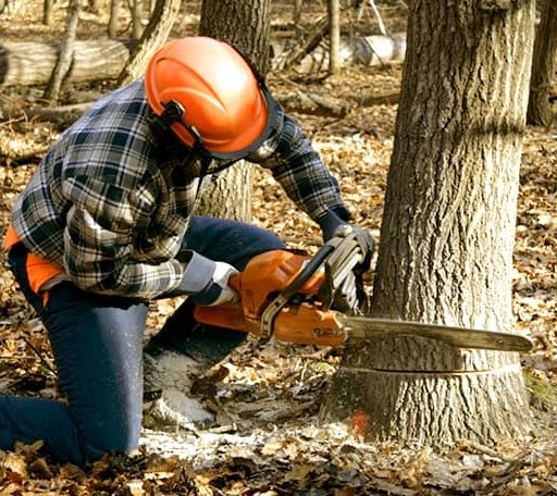 Tree Removal in Gilmer, TX